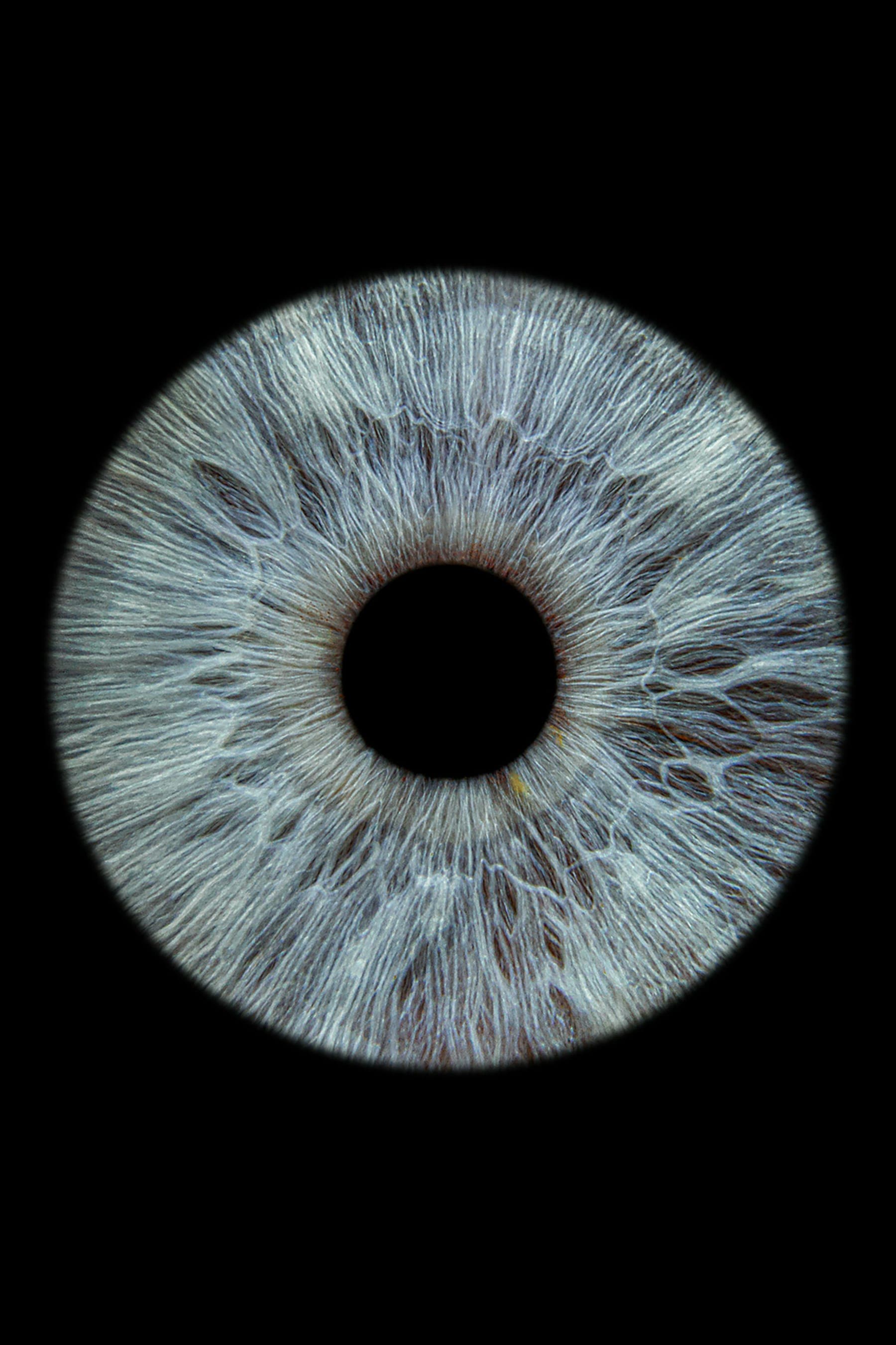 Detailed photograph of a grey-blue iris on a black background